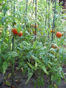 Your Tomato Plants?