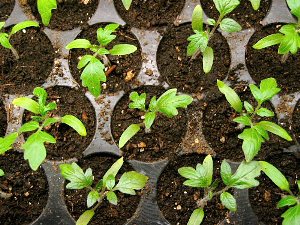 Tomato Sprouts