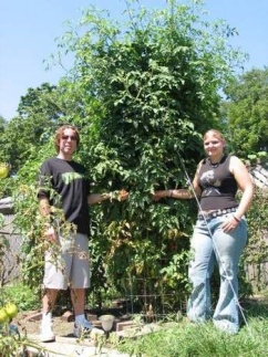 Huge Tomatoes